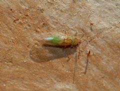 Psyllidae